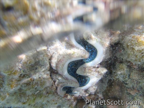 giant clam