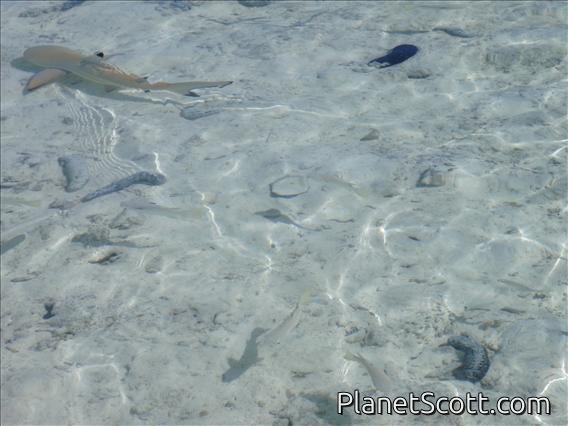 Shark!