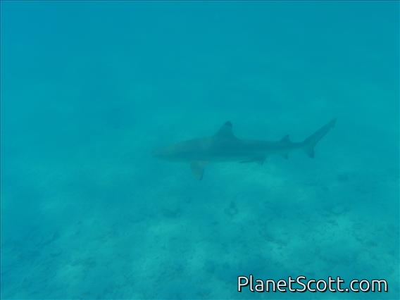 Shark! (part 2)