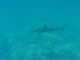 Shark! (part 2)