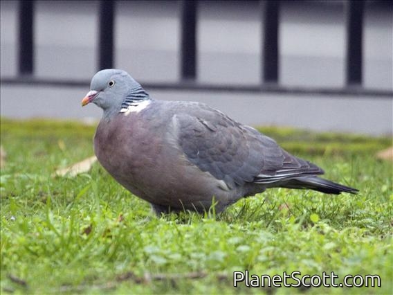 Common Wood-Pigeon (Columba palumbus)