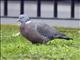 Common Wood-Pigeon (Columba palumbus)