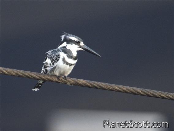 Pied Kingfisher (Ceryle rudis)