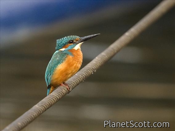 Common Kingfisher (Alcedo atthis)