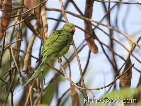 Rose-ringed Parakeet (Psittacula krameri)