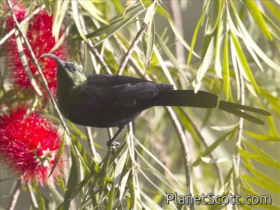 Tacazze Sunbird (Nectarinia tacazze) - Male