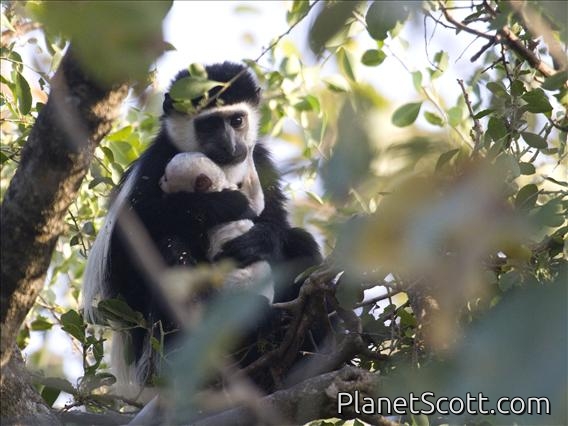 Black and White Colobus Monkey (Colobus guereza)