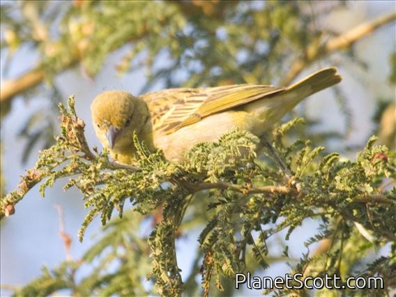 Possible Lesser Masked Weaver (Ploceus intermedius)