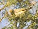Possible Lesser Masked Weaver (Ploceus intermedius)