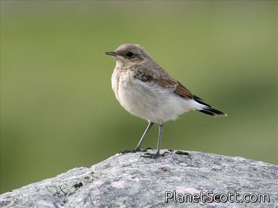 Northern Wheatear (Oenanthe oenanthe)