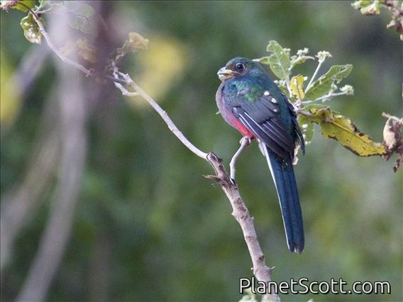 Narina Trogon (Apaloderma narina) - Female