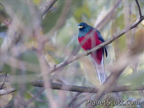 Narina Trogon (Apaloderma narina) - Male