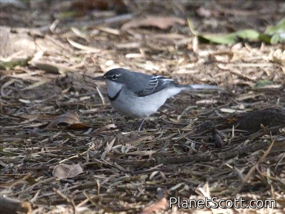 Mountain Wagtail (Motacilla clara)