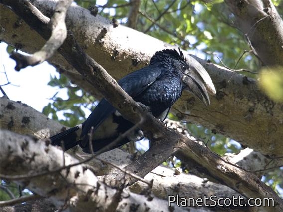 Silvery-cheeked Hornbill (Bycanistes brevis)