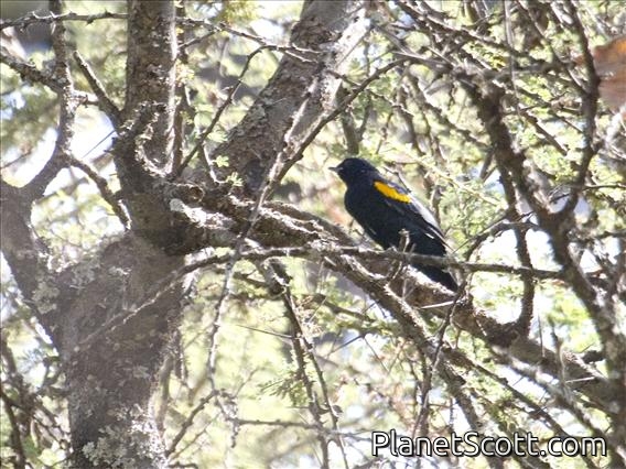 Red-shouldered Cuckoo-shrike (Campephaga phoenicea)