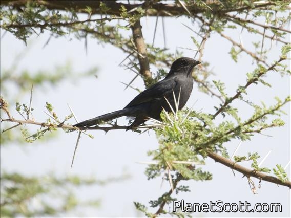 Northern Black-Flycatcher (Melaenornis edolioides)