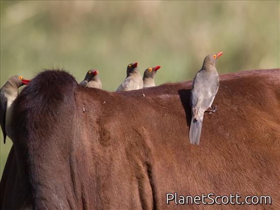 Red-billed Oxpecker (Buphagus erythrorhynchus)