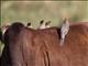 Red-billed Oxpecker (Buphagus erythrorhynchus)
