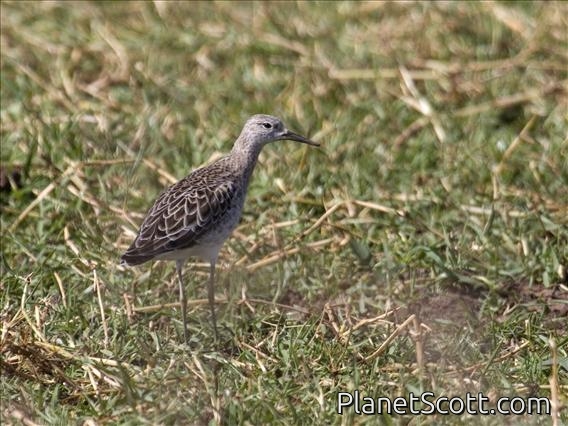 Ruff (Calidris pugnax) - Immature