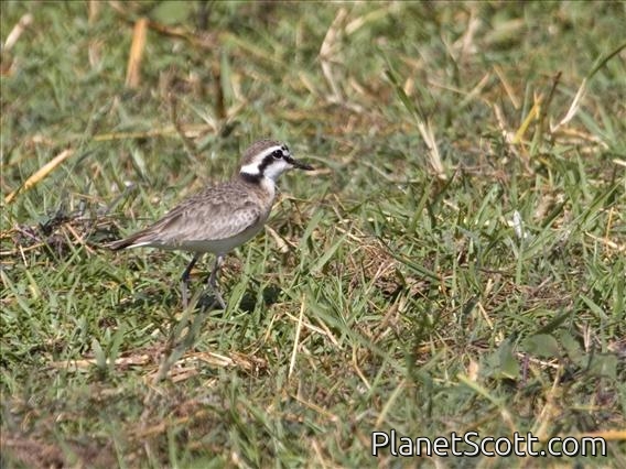 Kittlitz's Plover (Charadrius pecuarius)