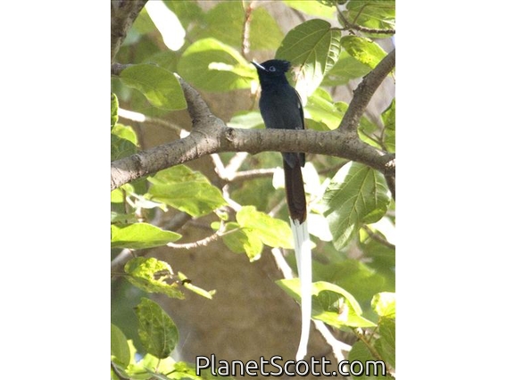 African Paradise-Flycatcher (Terpsiphone viridis)