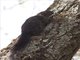 Gambian Sun Squirrel (Heliosciurus gambianus)