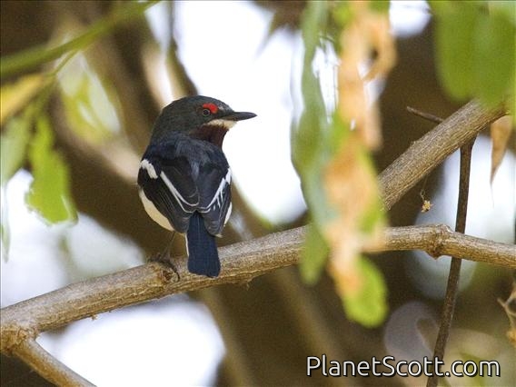 Brown-throated Wattle-eye (Platysteira cyanea)
