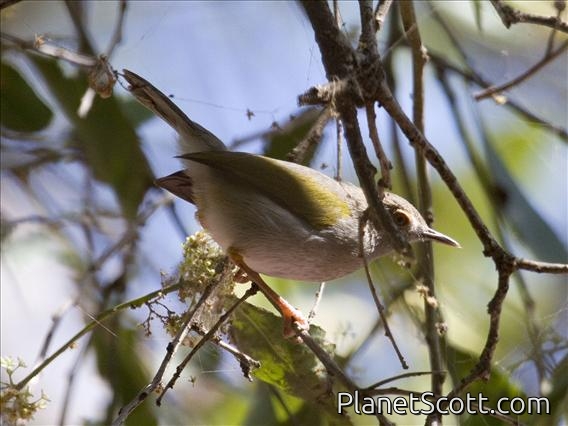 Grey-backed Camaroptera (Camaroptera brevicaudata)