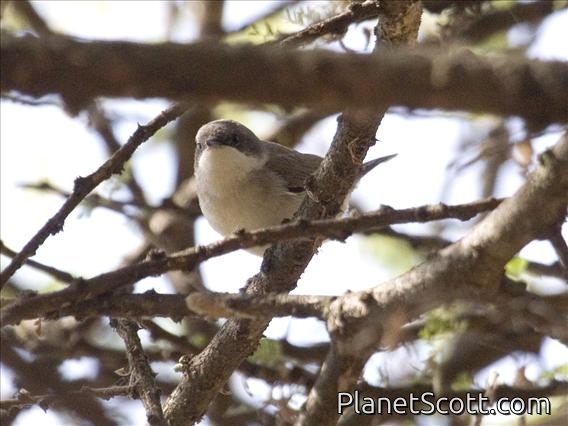 Lesser Whitethroat (Sylvia curruca)