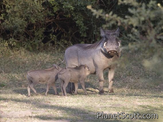 Common Warthog (Phacochoerus africanus)
