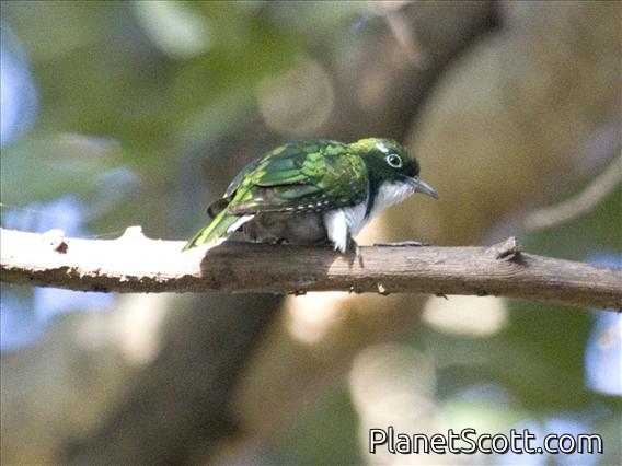 Klaas's Cuckoo (Chrysococcyx klaas)