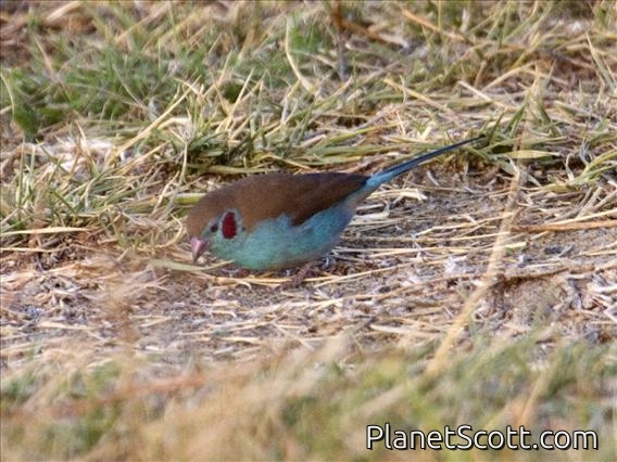 Red-cheeked Cordonbleu (Uraeginthus bengalus) - Male