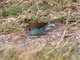 Red-cheeked Cordonbleu (Uraeginthus bengalus) - Male