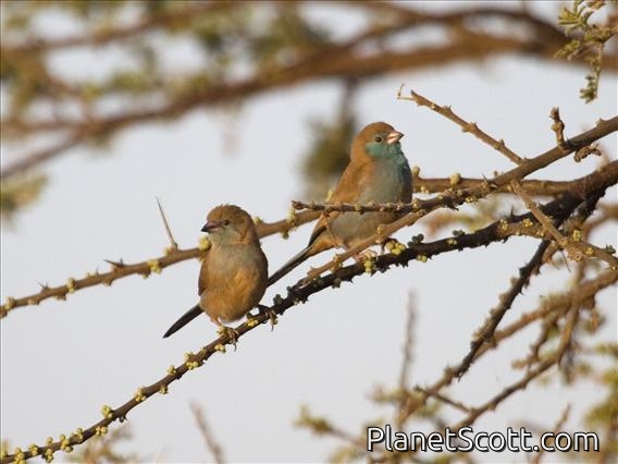 Red-cheeked Cordonbleu (Uraeginthus bengalus) - Females