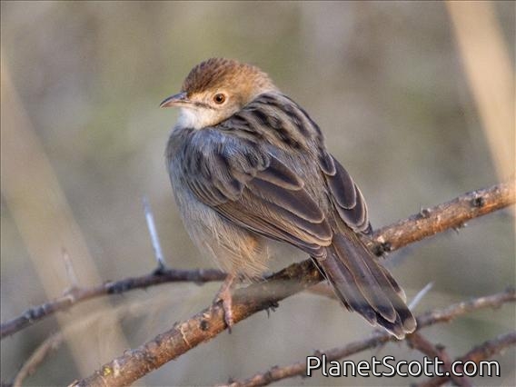 Rattling Cisticola (Cisticola chinianus)