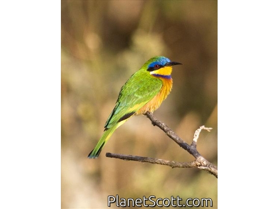 Ethiopian Bee-eater (Merops lafresnayii)