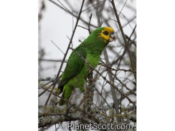 Yellow-fronted Parrot (Poicephalus flavifrons)