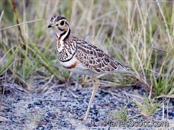 Heuglin's Courser (Rhinoptilus cinctus) (Three-banded Courser)