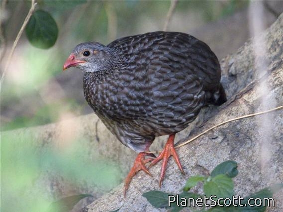 Scaly Francolin (Pternistis squamatus)