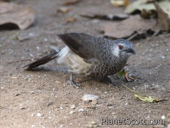White-rumped Babbler (Turdoides leucopygius)