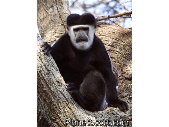 Black and White Colobus Monkey (Colobus guereza) - Male