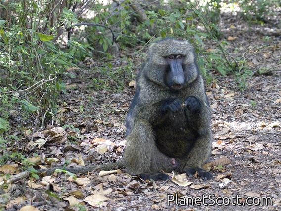 Anubis Baboon (Papio anubis)