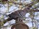 Speckled Pigeon (Columba guinea)