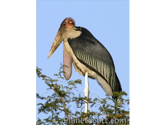 Marabou Stork (Leptoptilos crumeniferus)