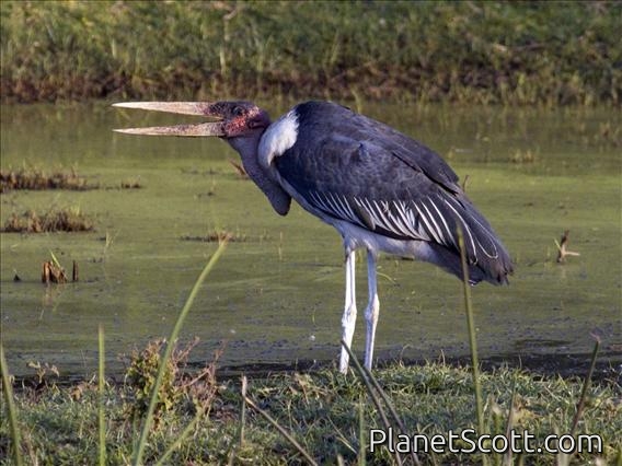 Marabou Stork (Leptoptilos crumeniferus)
