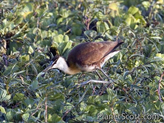 African Jacana (Actophilornis africanus)