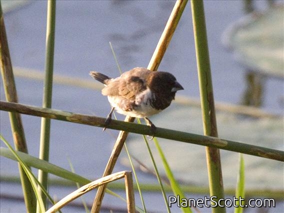 Bronze Munia (Lonchura cucullata)
