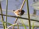 Bronze Munia (Lonchura cucullata)