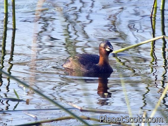 Little Grebe (Tachybaptus ruficollis) - Breeding