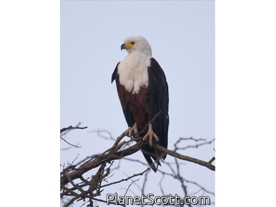 African Fish-Eagle (Haliaeetus vocifer)